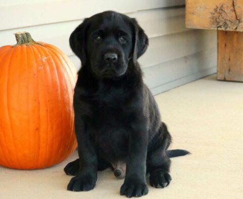 Lewis Black Lab