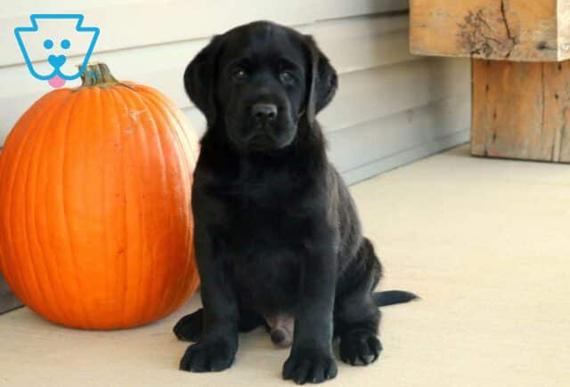 Lewis Black Lab image