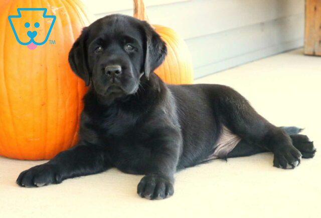 Lewis Black Lab2 image