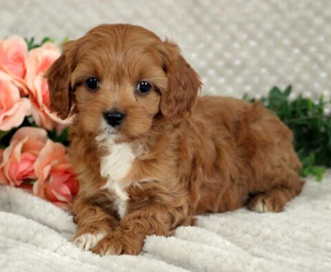 Liberty Cavapoo