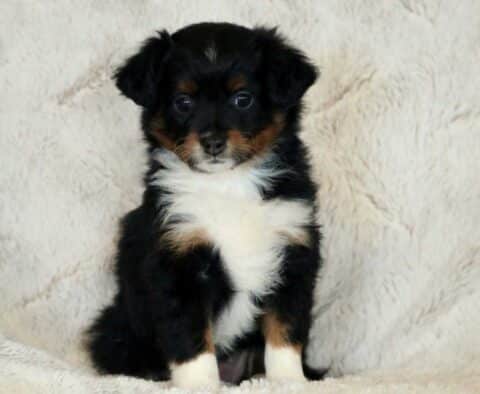 Lola Mini Aussiedoodle