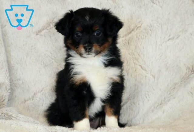 Lola Mini Aussiedoodle image
