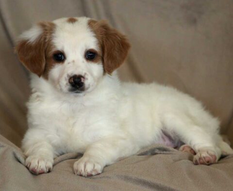 Lucy Mini Aussiedoodle2