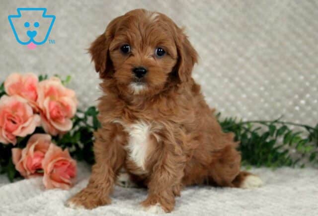 Luna Cavapoo image