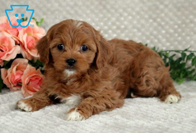 Luna Cavapoo2 image