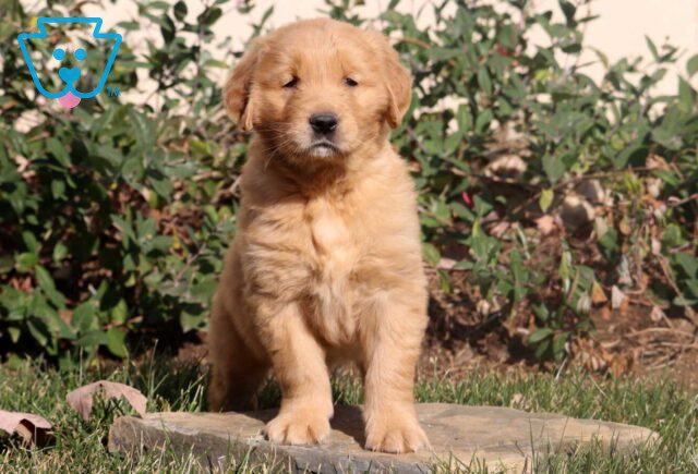 Macho Golden image