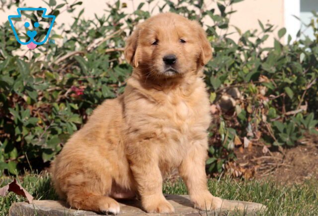 Macho Golden2 image