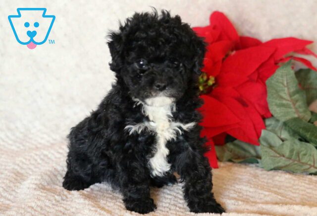 Macky Mini Poodle image