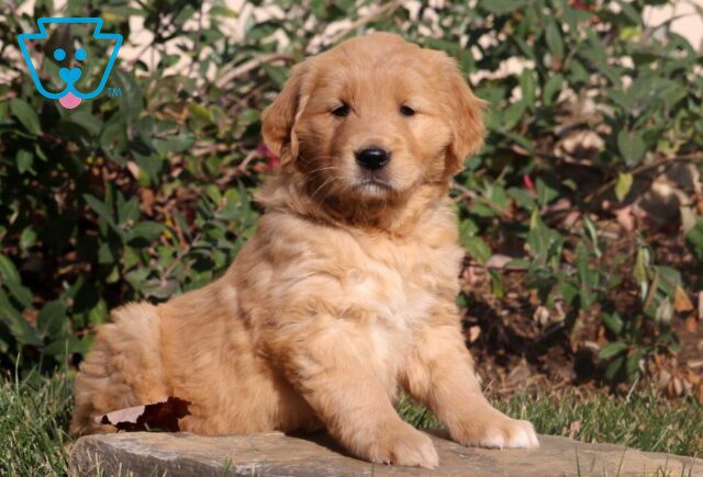Malia Golden image