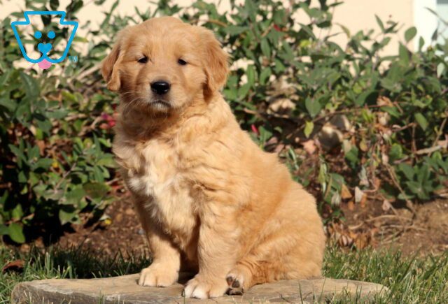 Malia Golden2 image