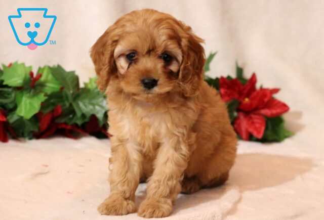 Marty Cavapoo image