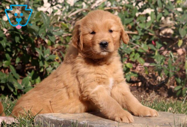 Maxwell Golden image