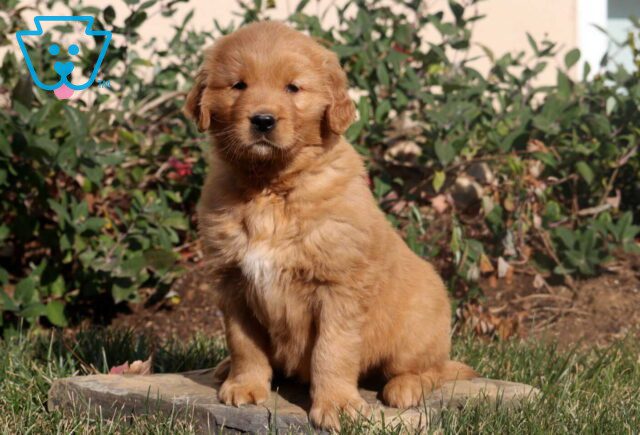 Maxwell Golden2 image