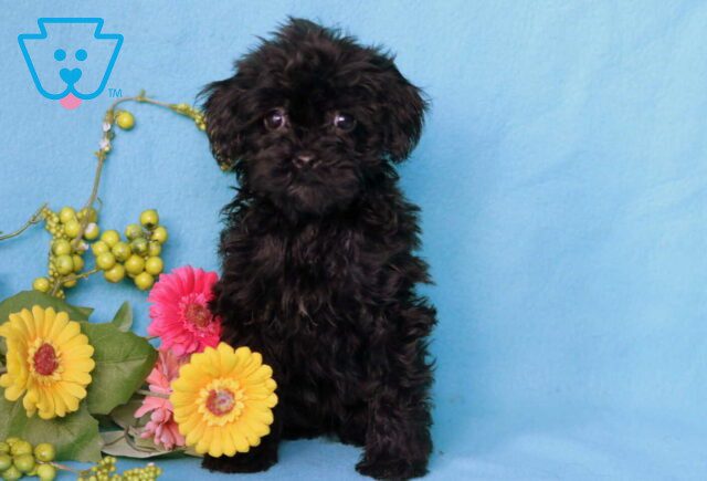 Maxy Poodle Mix image