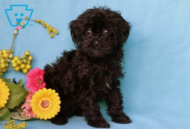 Maxy Poodle Mix2 image