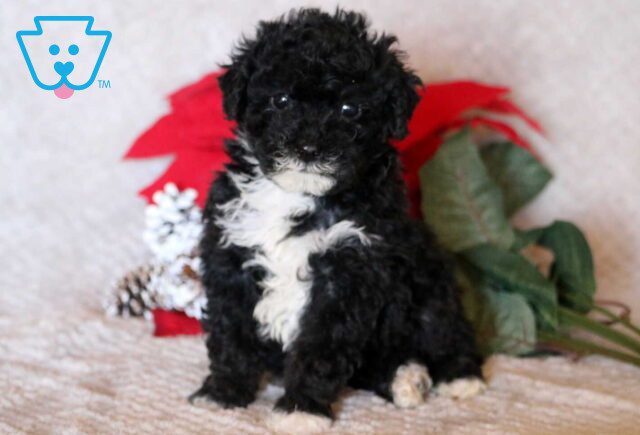 Miles Mini Poodle2 image