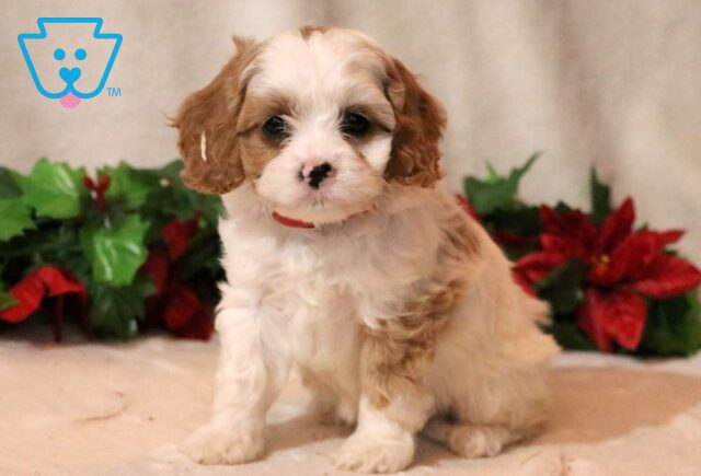 Milly CAvapoo image