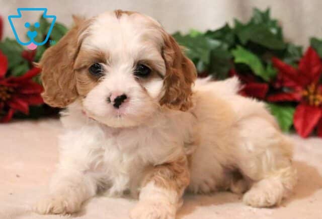 Milly CAvapoo2 image