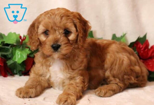 Minnie Cavapoo image