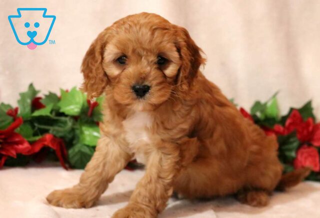 Minnie Cavapoo2 image