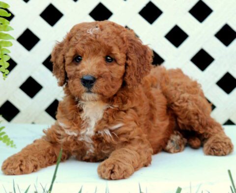Nabisco Cockapoo2