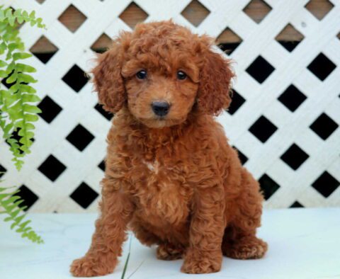 Nala Cockapoo2