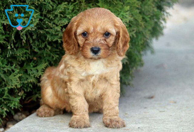 Naomi Cavapoo image