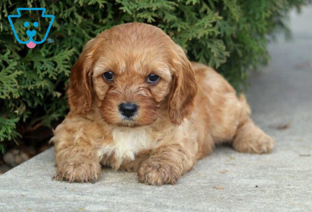 Naomi Cavapoo2 image