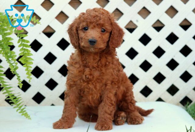 Noodles Cockapoo image