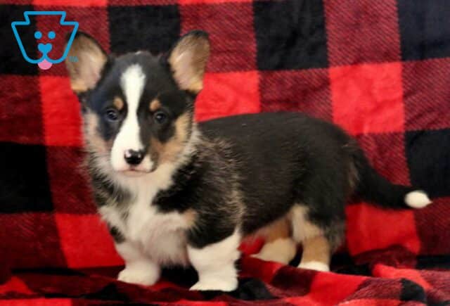 Nutella Corgi image