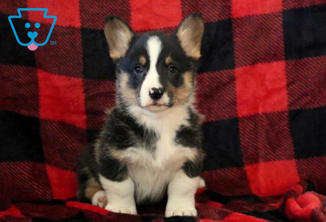 Nutella Corgi2 image
