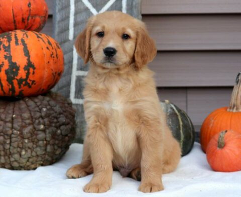Pac Man Goldendoodle