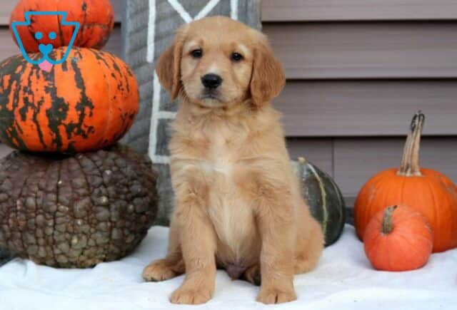Pac Man Goldendoodle image