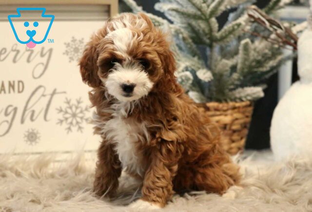 Patch Cavapoo image