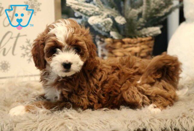 Patch Cavapoo2 image