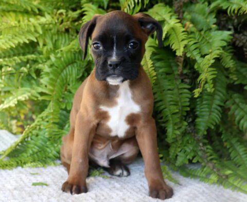 Paws Boxer