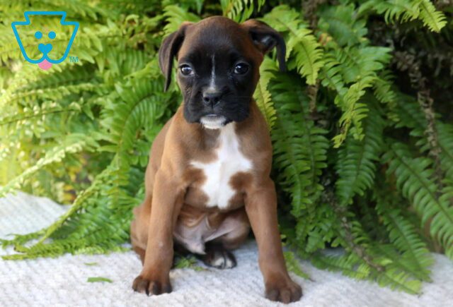 Paws Boxer image