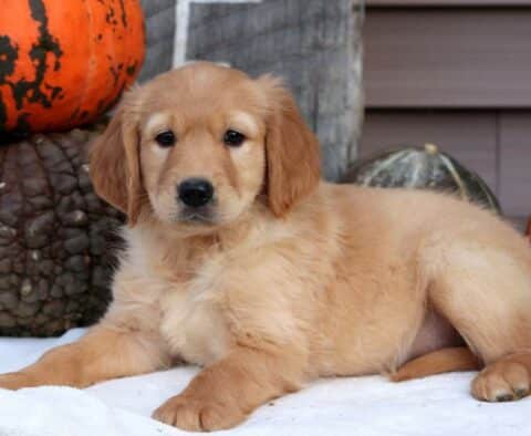 Paws Goldendoodle