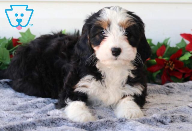 Peachy Mini Bernedoodle image