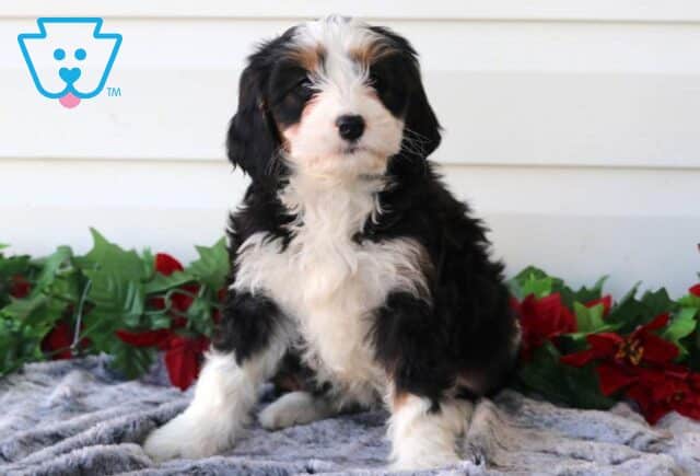 Peachy Mini Bernedoodle2 image
