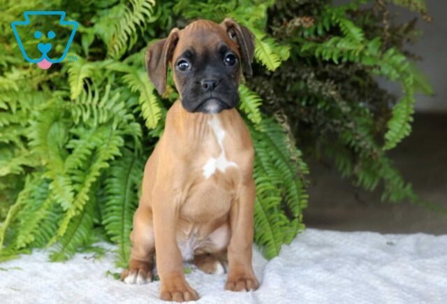 Peanut Boxer image