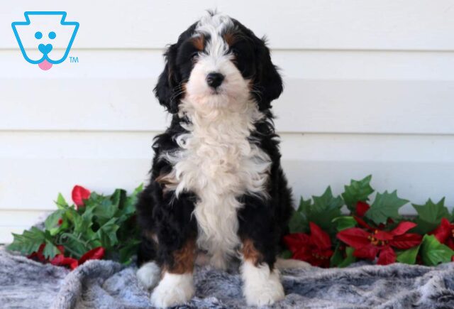 Penelope Mini Bernedoodle image