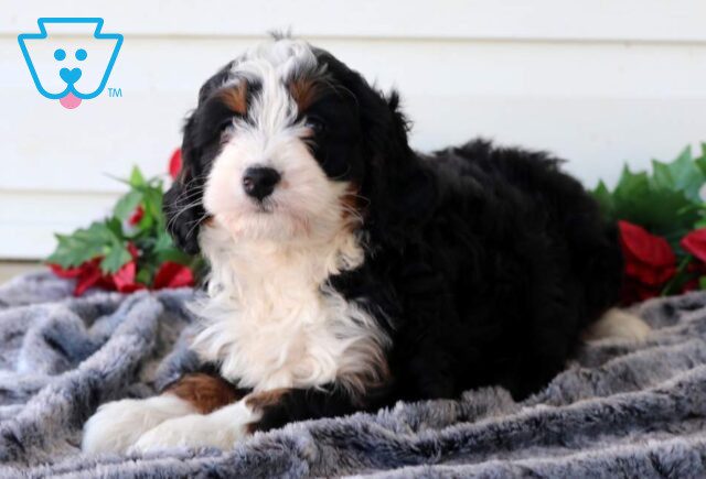 Penelope Mini Bernedoodle2 image