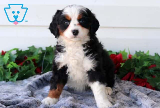 Penny Mini Bernedoodle image