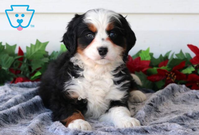Penny Mini Bernedoodle2 image