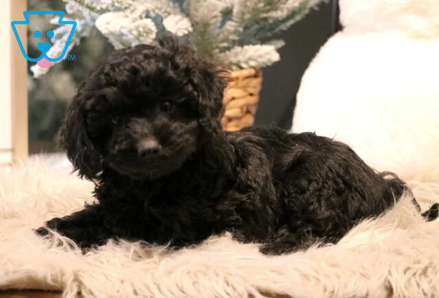 Phoebe Cavapoo image