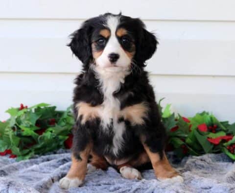 Pineapple Mini Bernedoodle