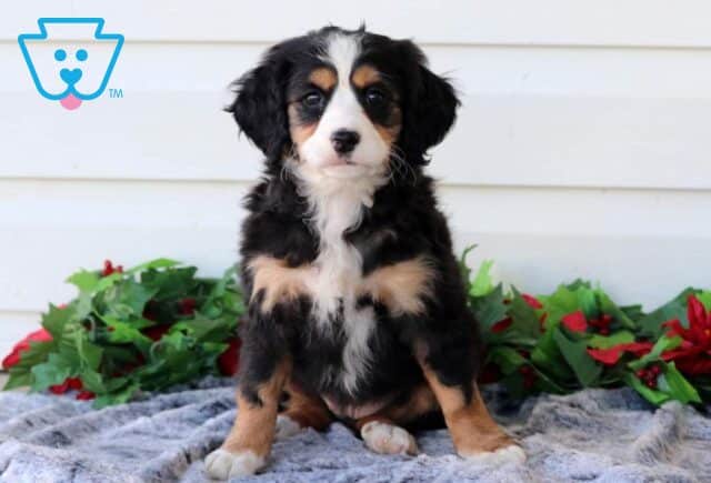 Pineapple Mini Bernedoodle image