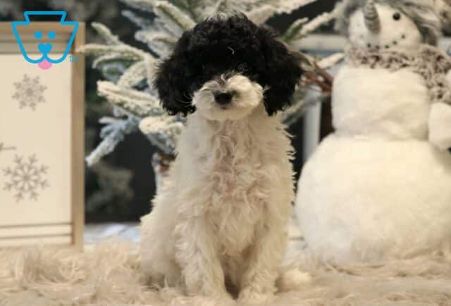 Piper Cavapoo image