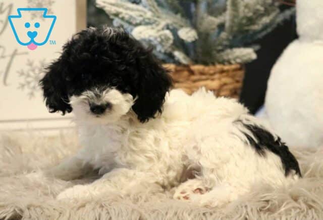 Piper Cavapoo2 image